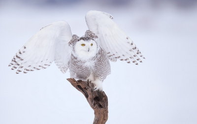 snowy owl  --  harfang des neiges