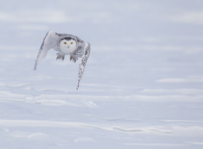 snowy owl  --  harfang des neiges