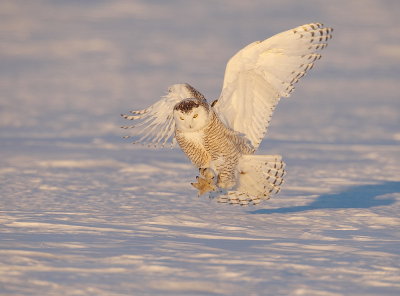 snowy owl  --  harfang des neiges