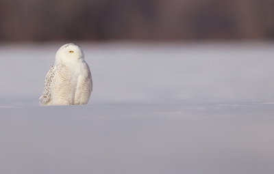 snowy owl  --  harfang des neiges