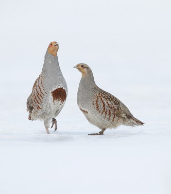 Gray Partridge ( male and female )  --  Perdrix Grise ( male avec femelle )