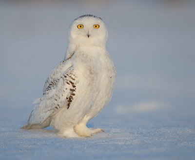 Snowy Owl  --  Harfang des Neiges