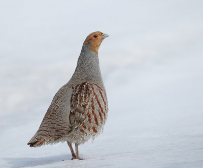 Gray Partridge  --  Perdrix Grise