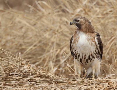 Red-Tailed Hawk  --  Buse a Queue Rousse