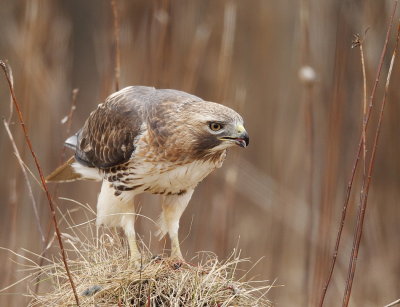 Red-Tailed Hawk  --  Buse a Queue Rousse