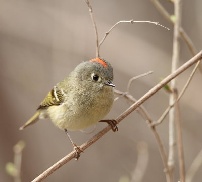 Ruby-Crowned Kinglet  --  Roitelet a Couronne Rubis