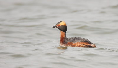 Horned Grebe  --  Grebe Esclavon