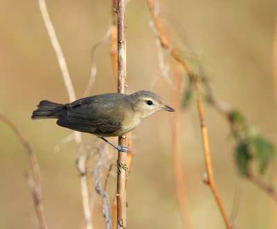 Warbling Viero  --  Vireo Melodieux