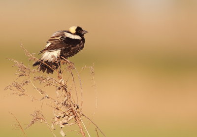 Bobolink  --  Goglu des Pres