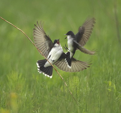 Eastern Kingbird  --  Tyran Tritri