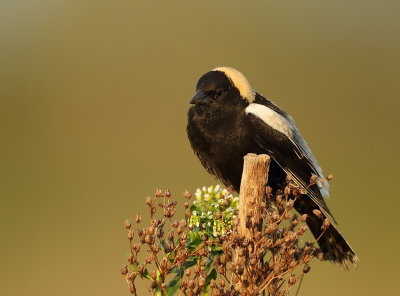 Bobolink  --  Goglu des Pres