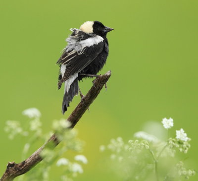 Bobolink  --  Goglu des Pres