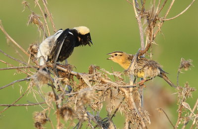 BoBolink  --  Goglu des Pres