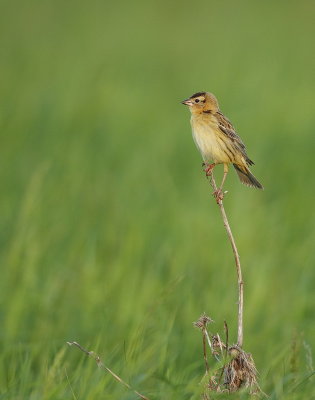 BoBolink  --  Goglu des Pres