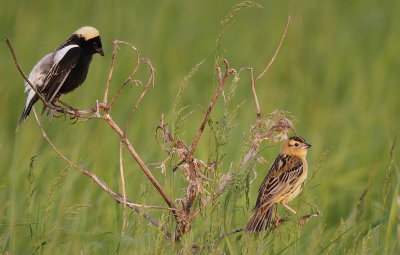 BoBolink  --  Goglu des Pres 