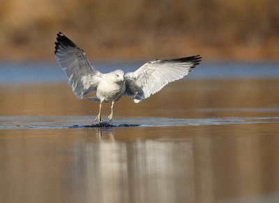 Ring-Billed Gull  --  Goeland a Bec Cercle