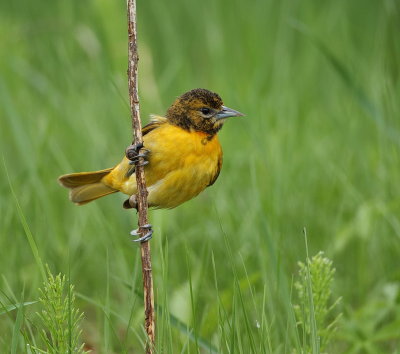 Baltimore Oriole  --  Oriole de Baltimore