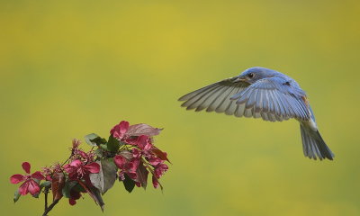 Eastern BlueBird  --  Merlebleu de L'Est