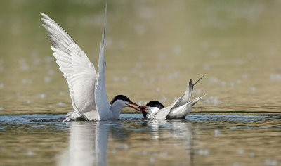 Common Tern's  --  Sterne Pierregarin