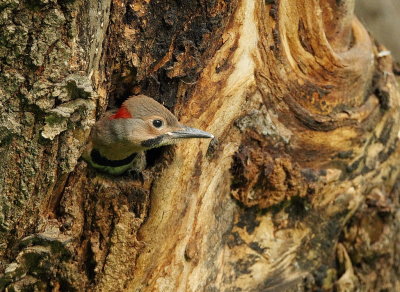 Northern Flicker ( CHICK )  --  Pic Flamboyant ( UN POUSSIN )