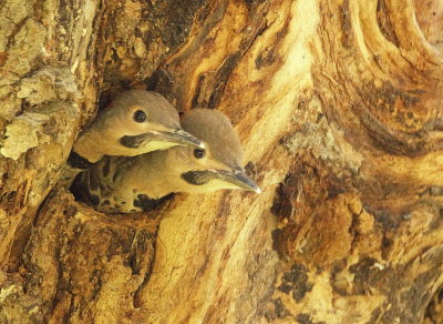 Northern Flicker ( CHICKS )  --  Pic Flamboyant ( POUSSINS )