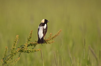 BoBoLink  --  Goglu des Pres