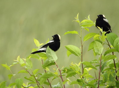 BoBoLink  --  Goglu des Pres