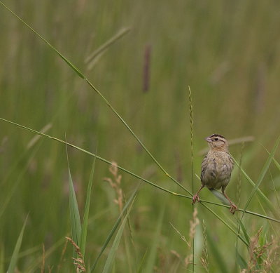 BoBoLink ( F )  --  Goglu des Pres ( F )