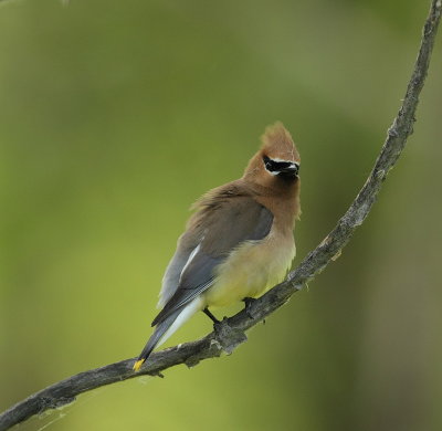 Cedar Waxwing  --  Jaseur D'Amerique