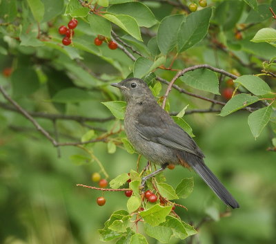 Gray Catbird  --  Moqueur Chat