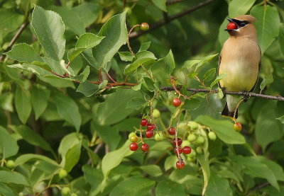 Cedar Waxing  --  Jaseur D'Amerique