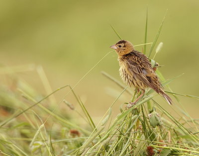 BoBolink  --  Goglu des Pres