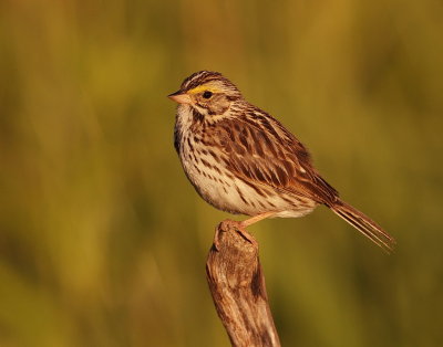 Savannah Sparrow  --  Bruant des Pres
