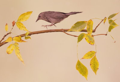 Gray CatBird  --  Moqueur Chat