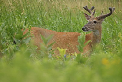White-Tail Deer  --  Cerf de Virginie