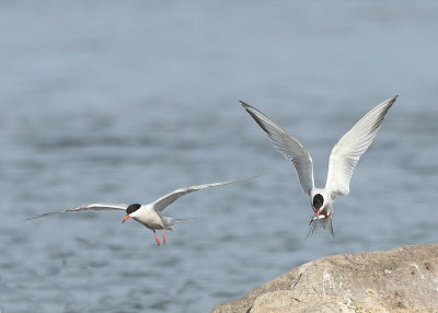 Common Tern's  --  Sterne Pierregarin