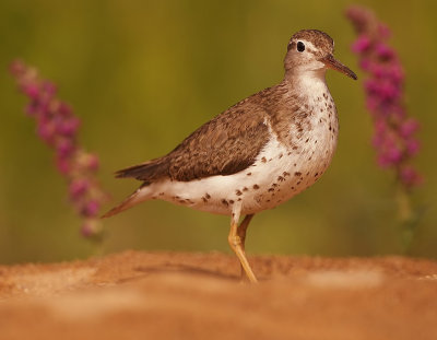 Spotted SandPiper  --  Chevalier Grivele