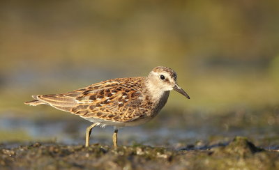 Least SandPiper  --  Becasseau Minuscule