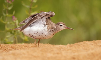 Spotted SandPiper  --  Chevalier Grivele