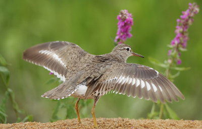 Spotted SandPiper  --  Chevalier Grivele