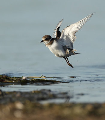 Semipalmated Plover  --  Pluvier Semipalme