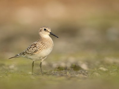 Baird's SandPiper  --  Becasseau de Baird