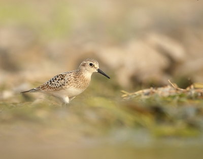 Baird's SandPiper  --  Becasseau de Baird