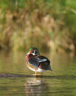 Wood Duck  --  Canard Branchu