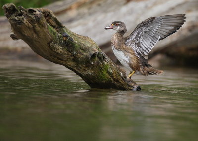Wood Duck  --  Canard Branchu