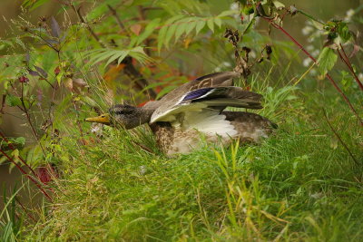 Mallard  --  Canard Colvert