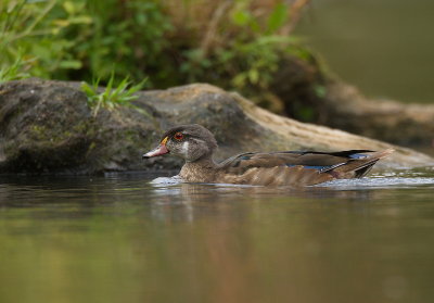 Wood Duck  --  Canard Branchu