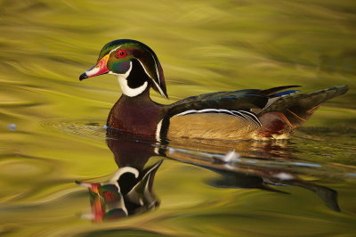 Wood Duck  --  Canard Branchu