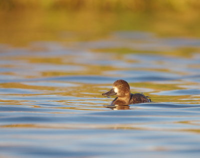 Greater Scaup  --  Fuligule Milouinan
