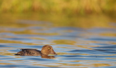 Common GoldenEye  --  Garrot a Oeil D'or